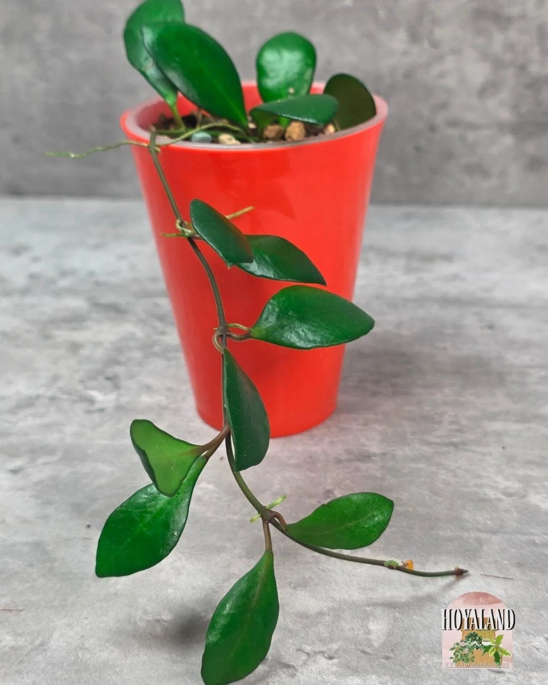 Hoya noona pink small (3).jpg