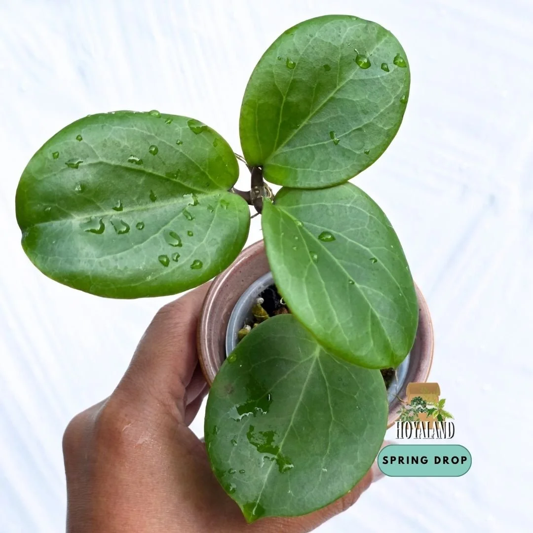 Established Hoya cv Rhiannon showing plump succulent rounded leaves from a kerrii cross erythrina hybrid
