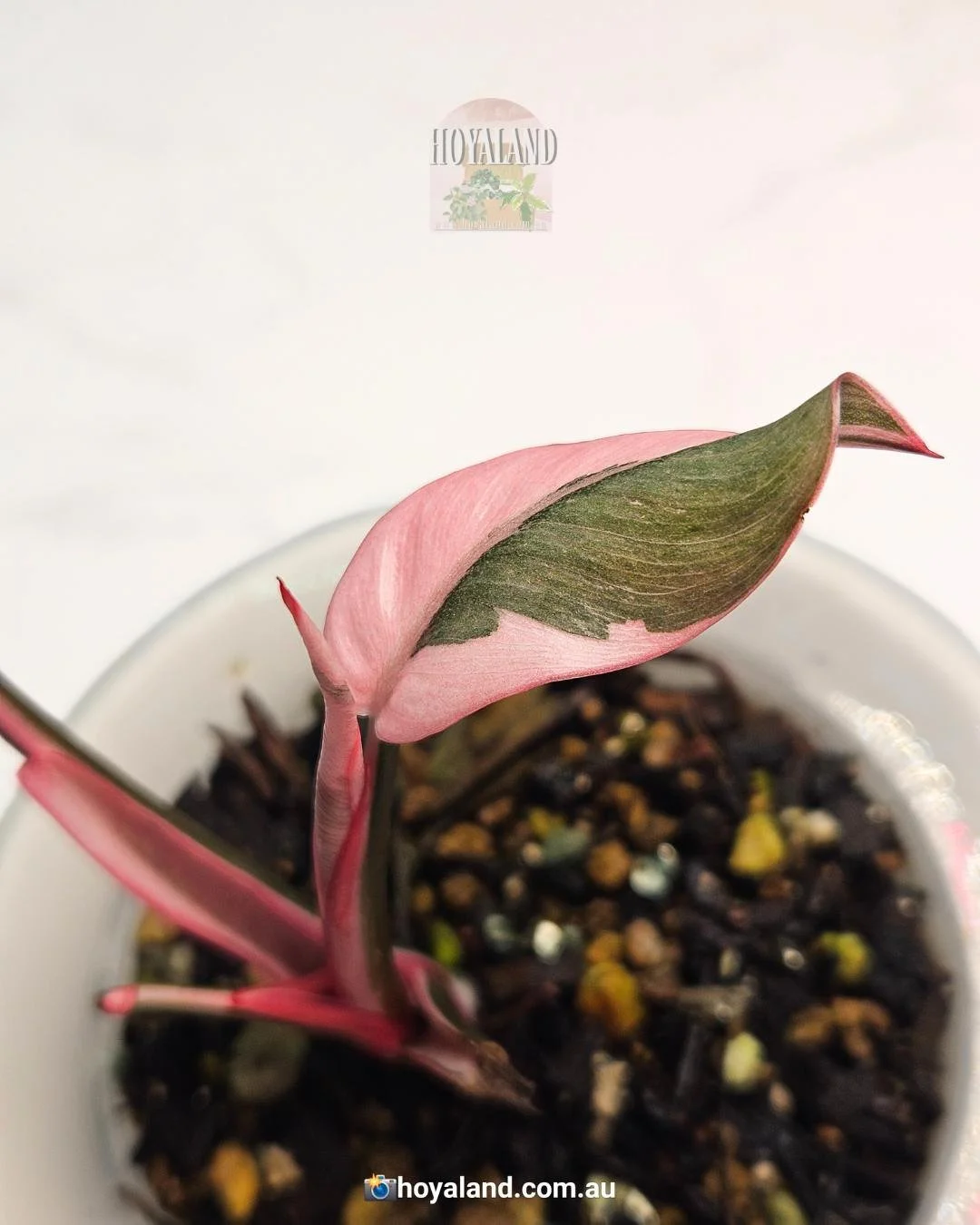 Pink princess mutation (4).jpg