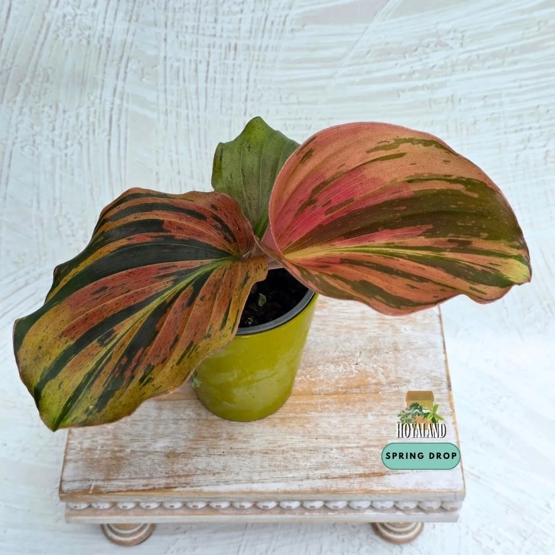 Kaempferia pulchra variegata (5).jpg
