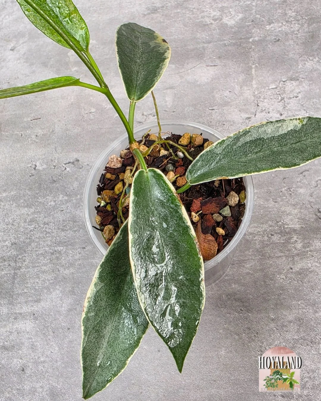 Hoya archoboldiana albo (3).jpg