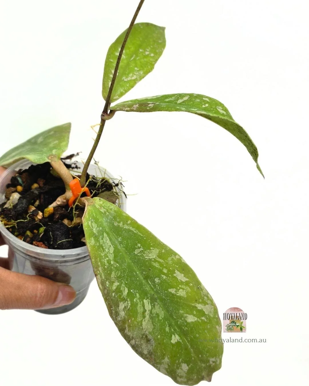 Hoya mitrata splash (2).jpg