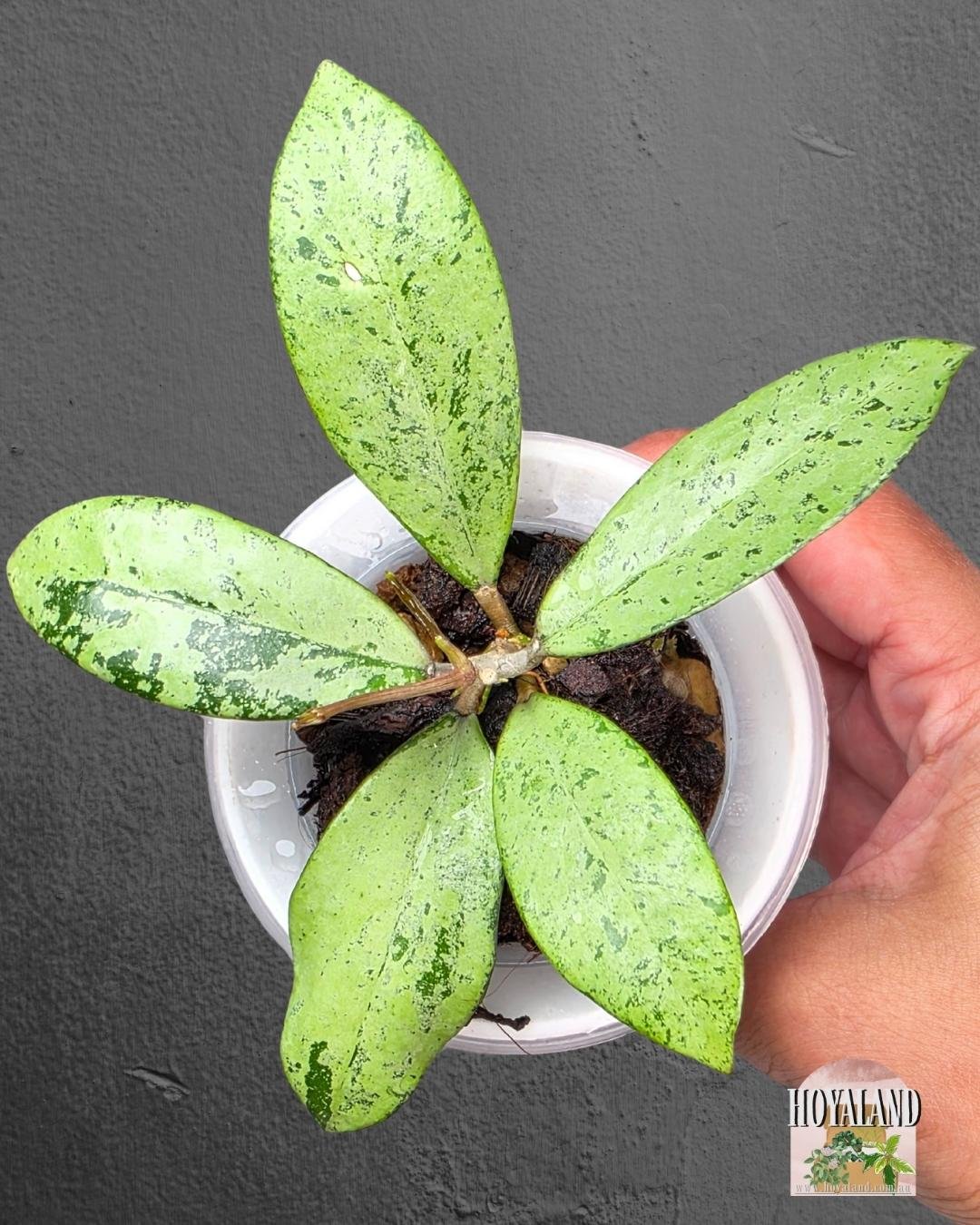 Hoya crassipetiolata x michele (2).jpg