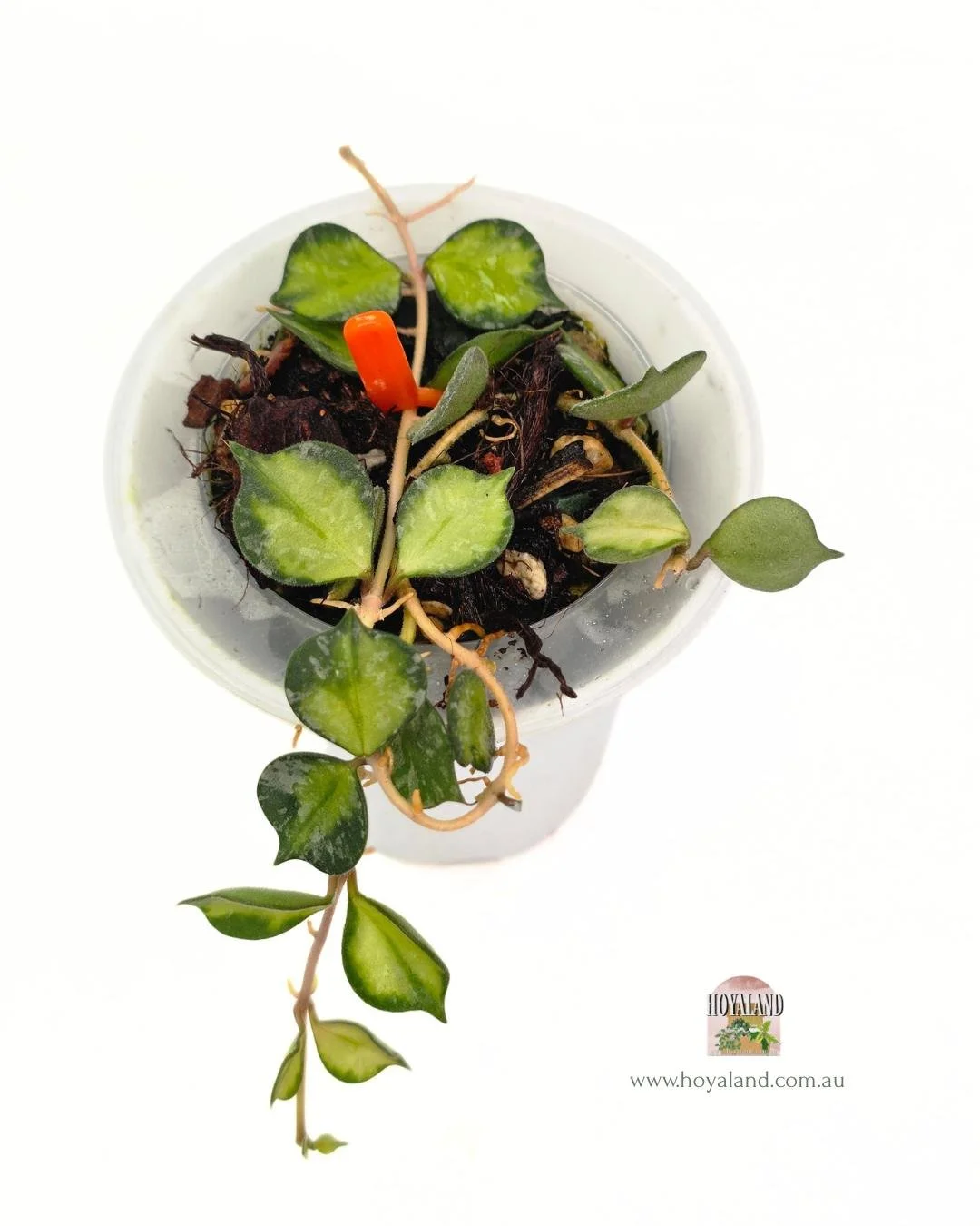 Hoya curtisii variegata (2).jpg
