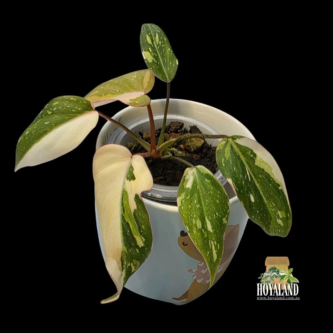 Philodendron gloriosum variegata (6).jpg