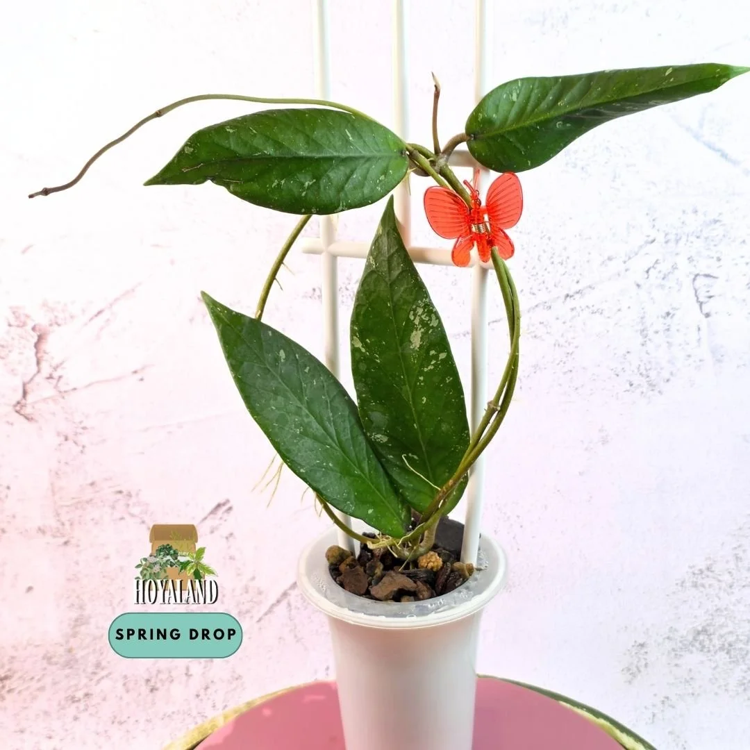 Hoya sp Aceh Rhino 2 (6).jpg