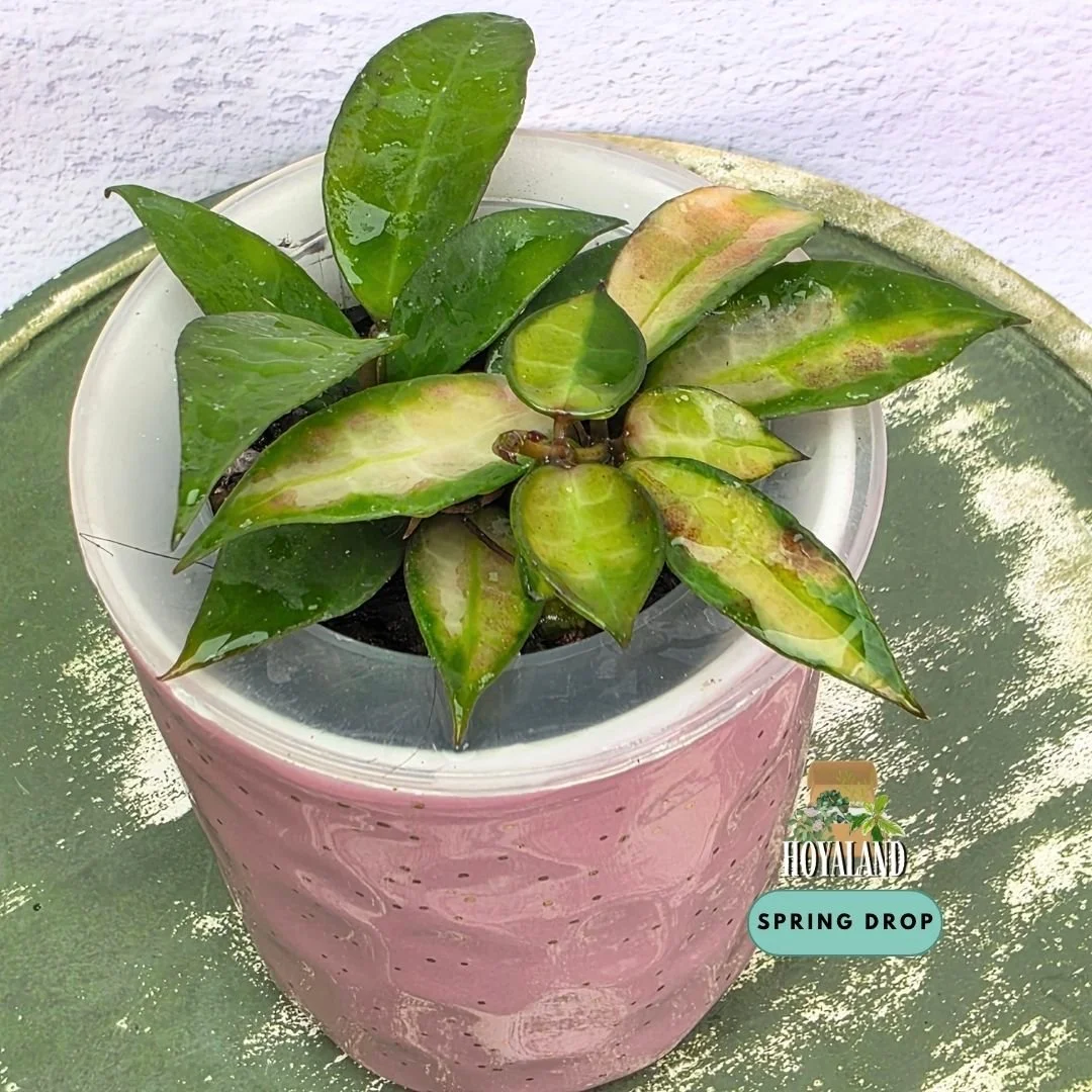 Hoya lacunosa 'Red' (Green-on-Green Mutation)