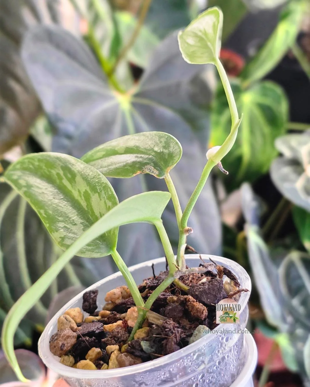 Scindapsus narrow (4).jpg