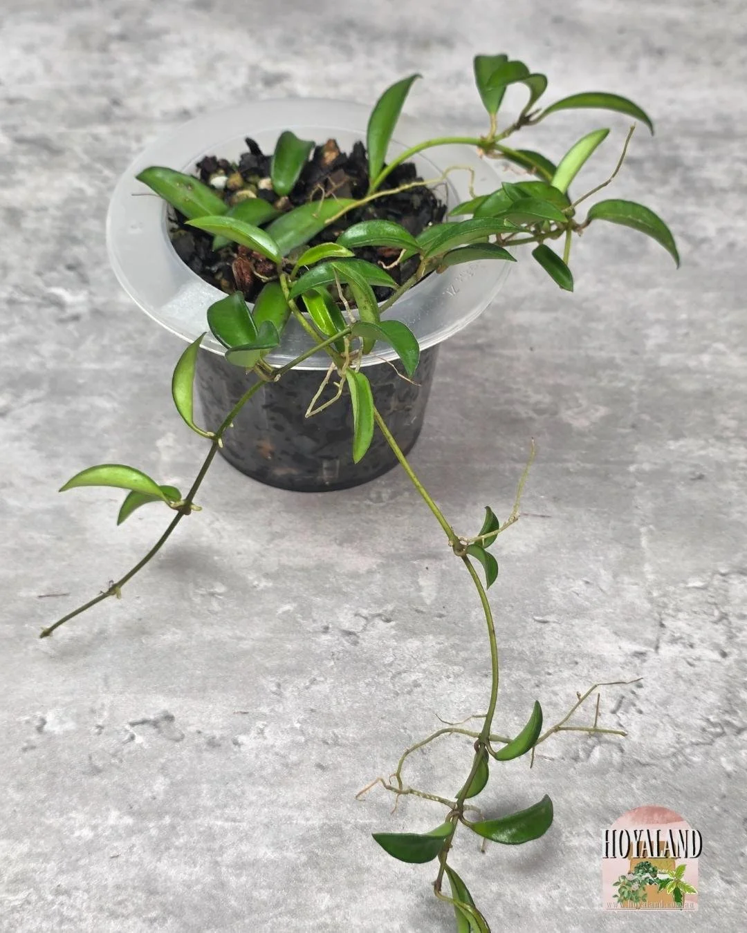 Hoya sp Zambales (2).jpg