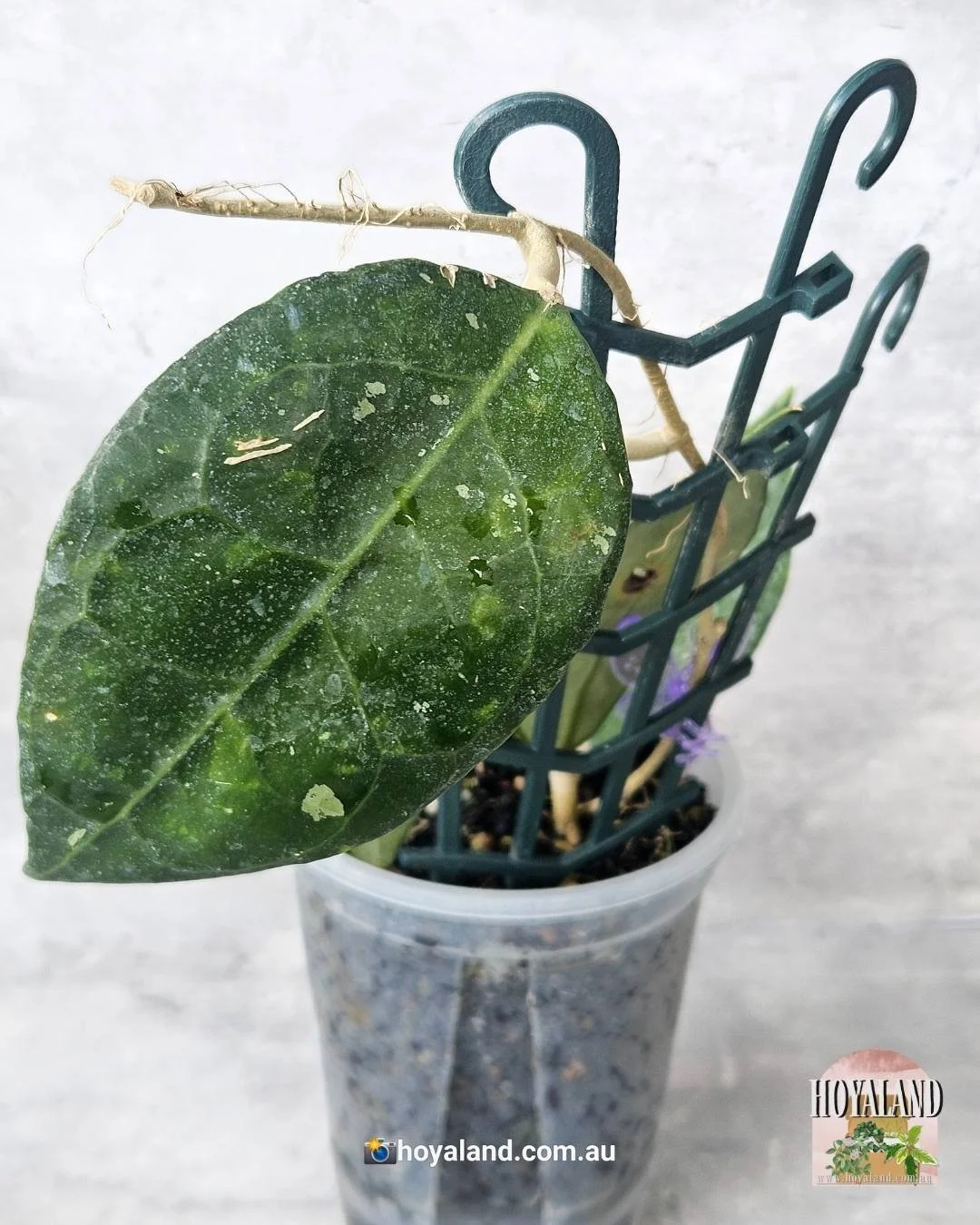 Hoya wayang  (2).jpg