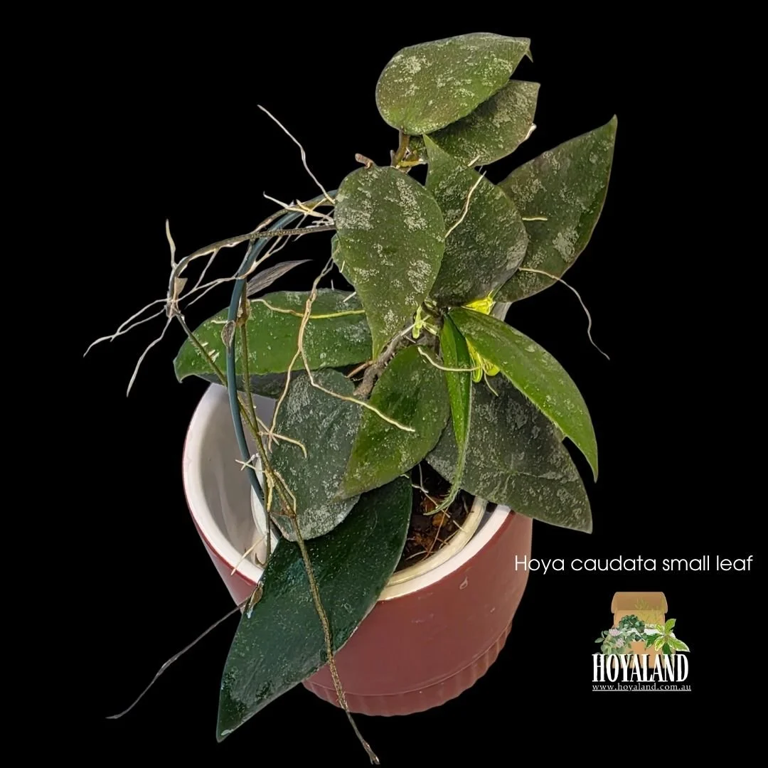 Hoya caudata small leaf (2).jpg