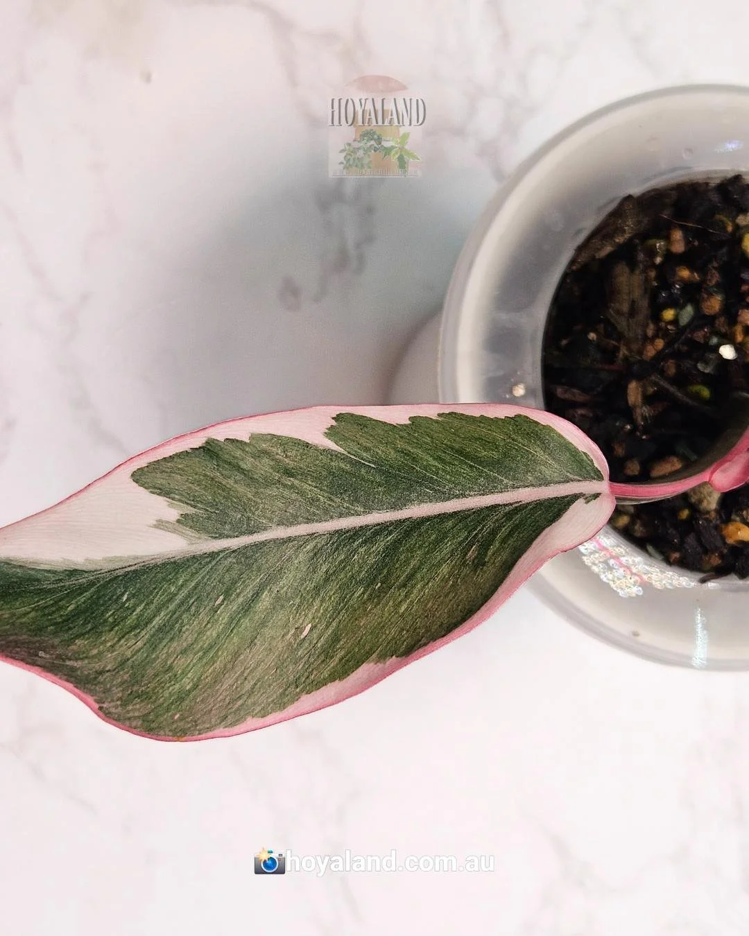 Pink princess mutation (6).jpg