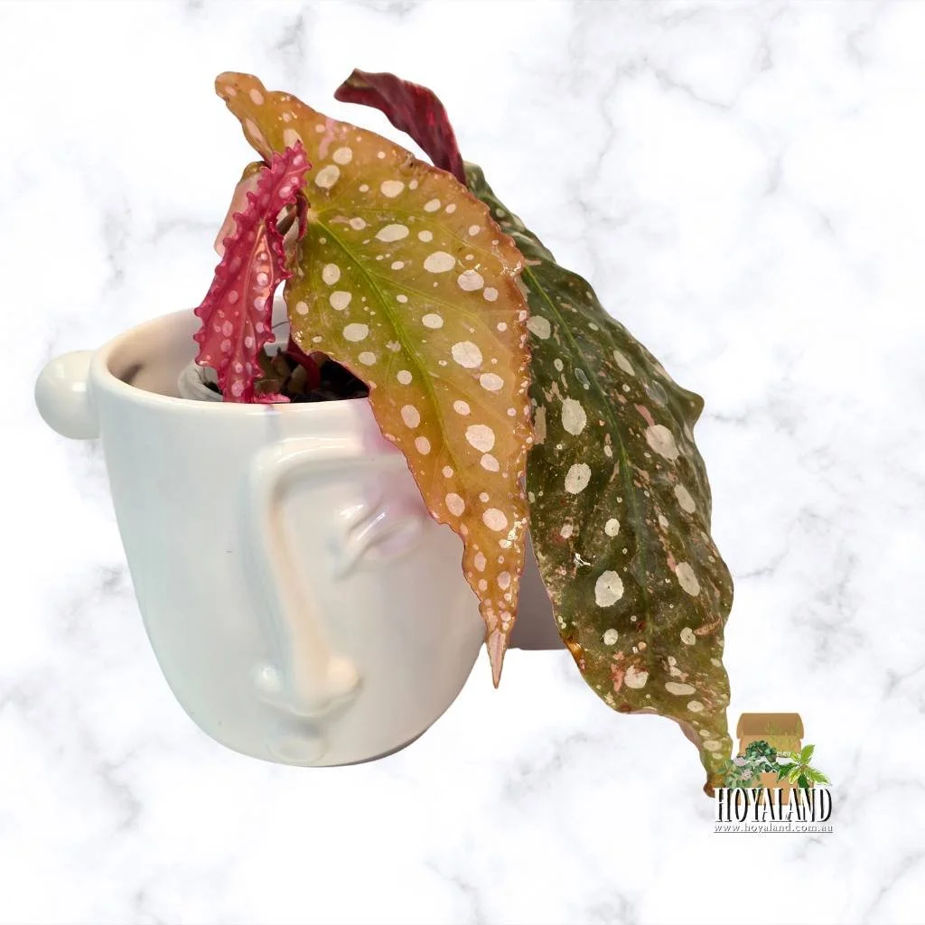 Begonia maculata 2.jpg
