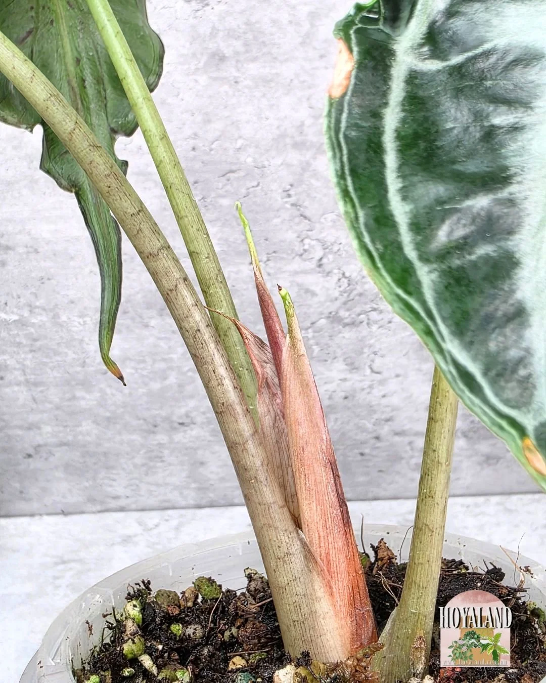 Alocasia venom (5).jpg