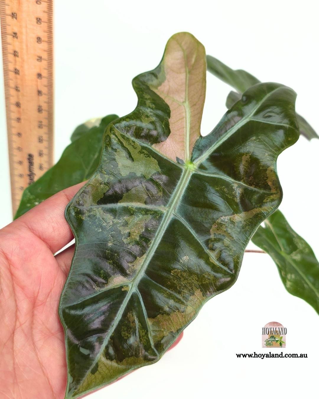 Alocasia pseudo sanderiana pink (12).jpg