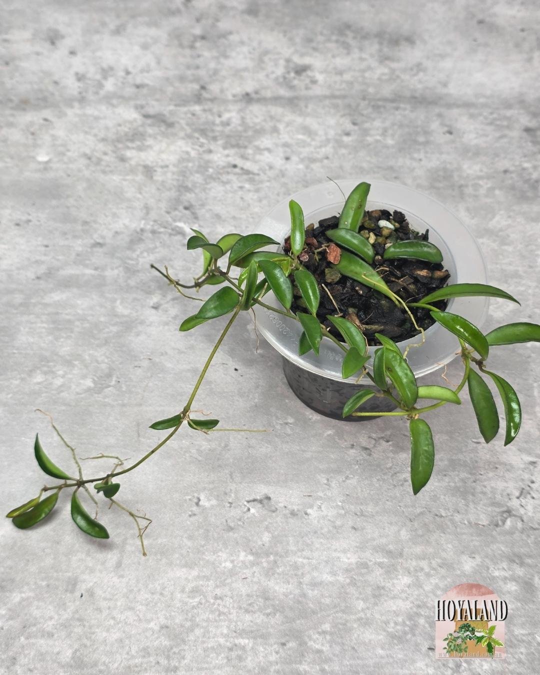 Hoya sp Zambales (3).jpg