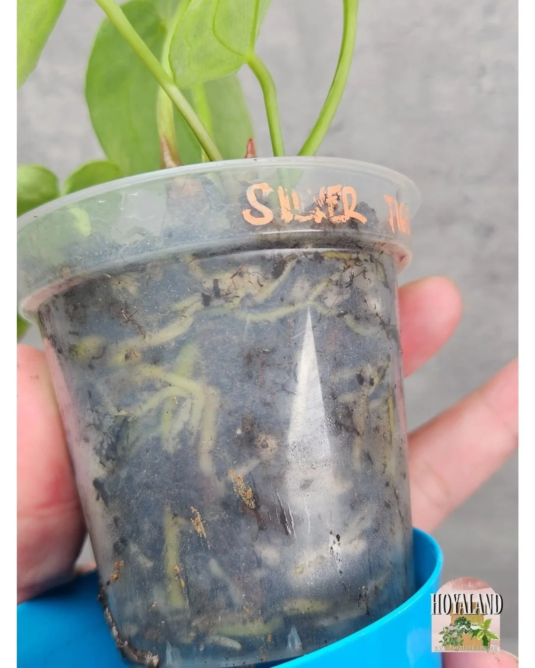 Anthurium silver tiger (10).jpg