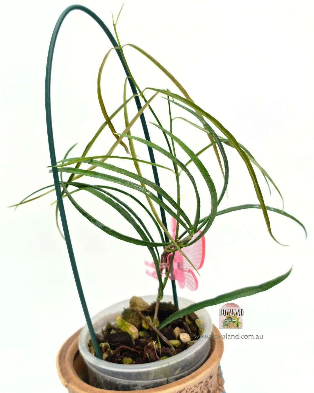 Hoya stenophylla (4).jpg