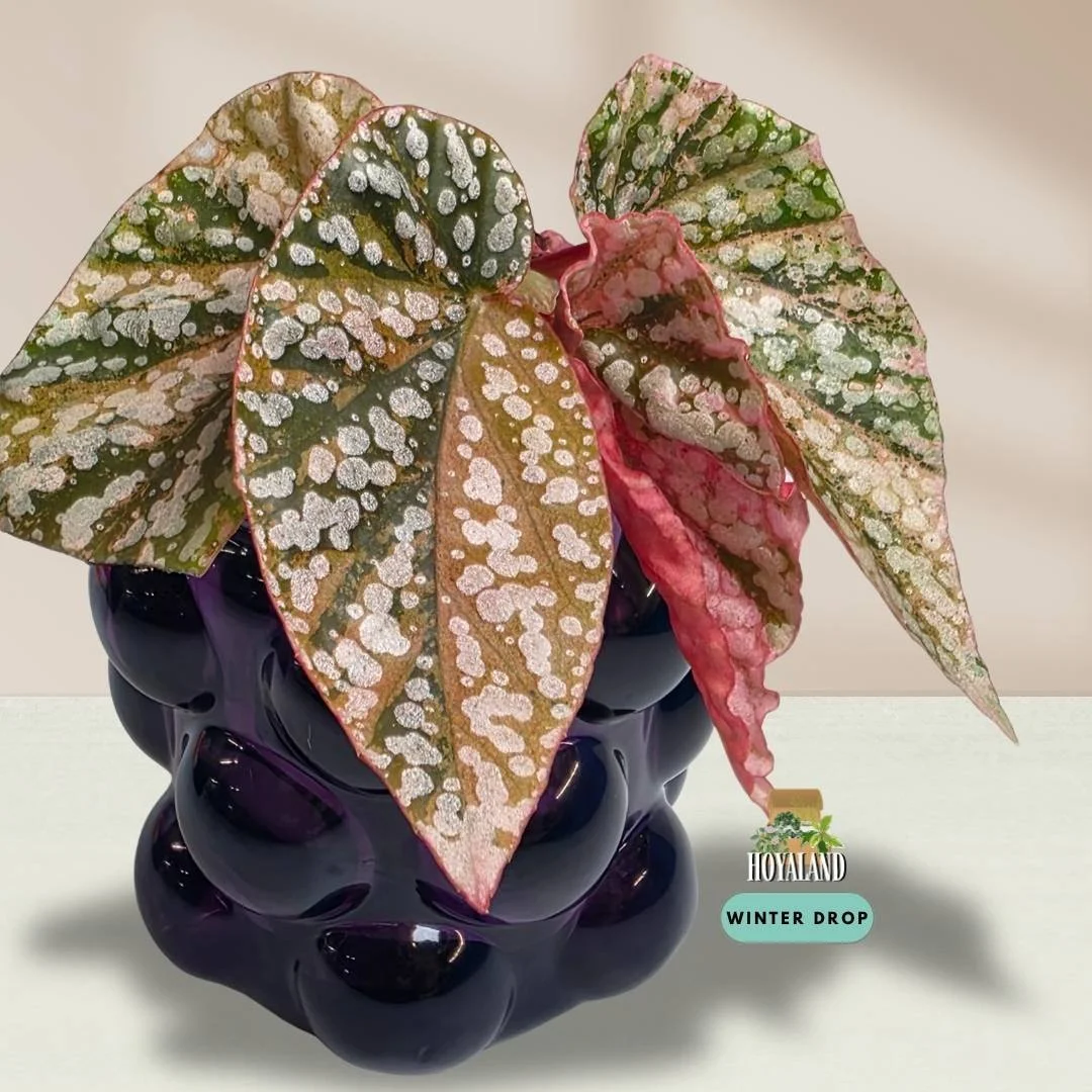 Begonia 'Snow Capped' Variegata (Pink Variegation Cane Form)