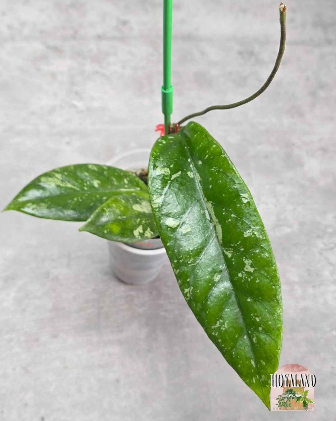 Hoya sp Tabalong Splash.jpg