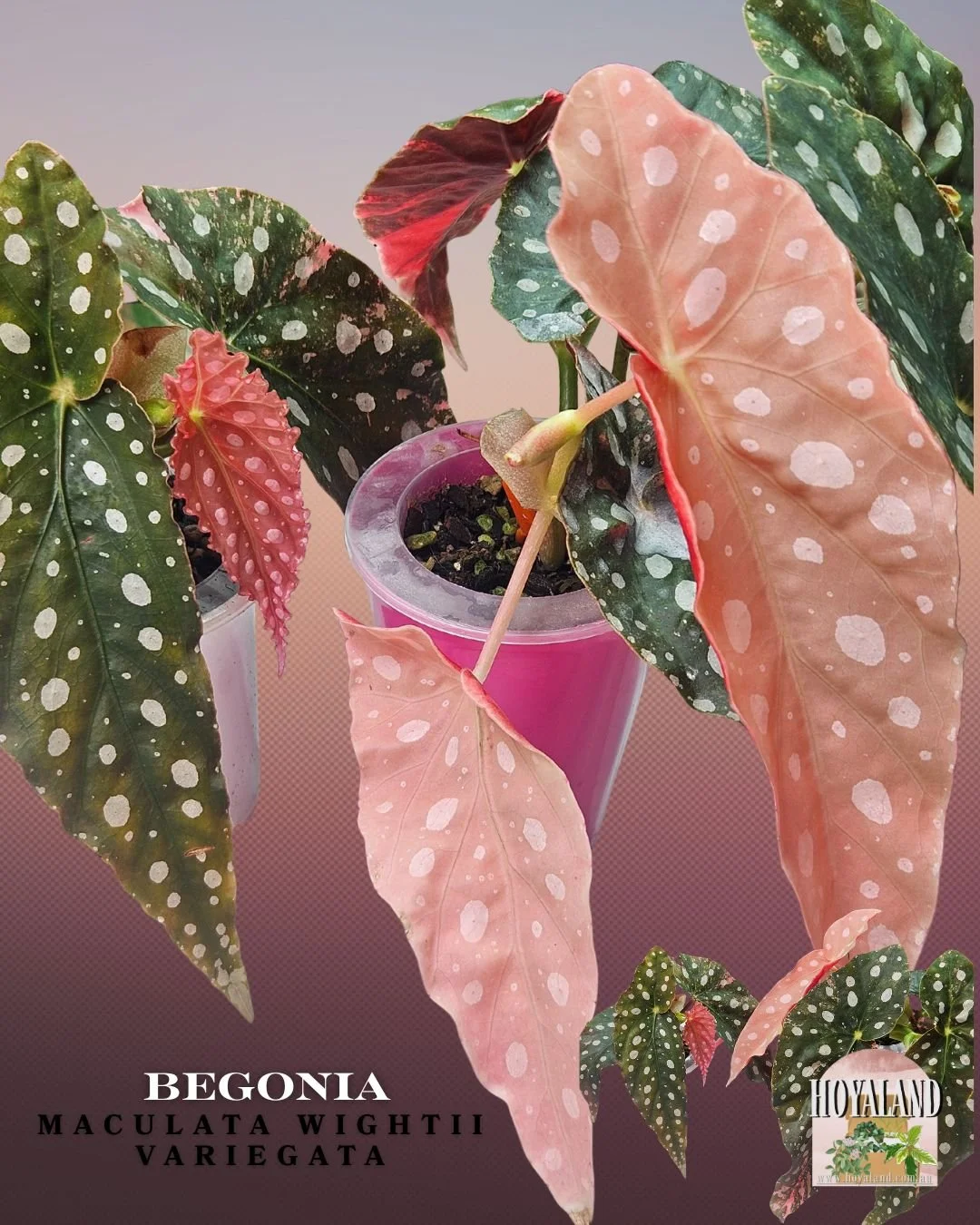 🌞 Begonia Maculata Wightii Variegata (Pink Unicorn)  ⛈️