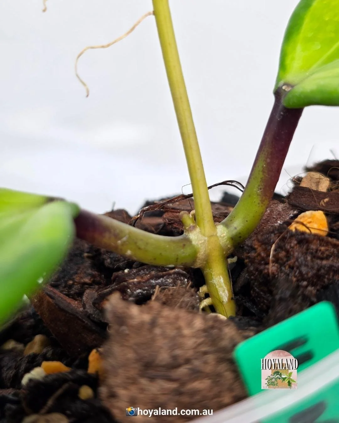 Hoya merrilii variegata (2).jpg