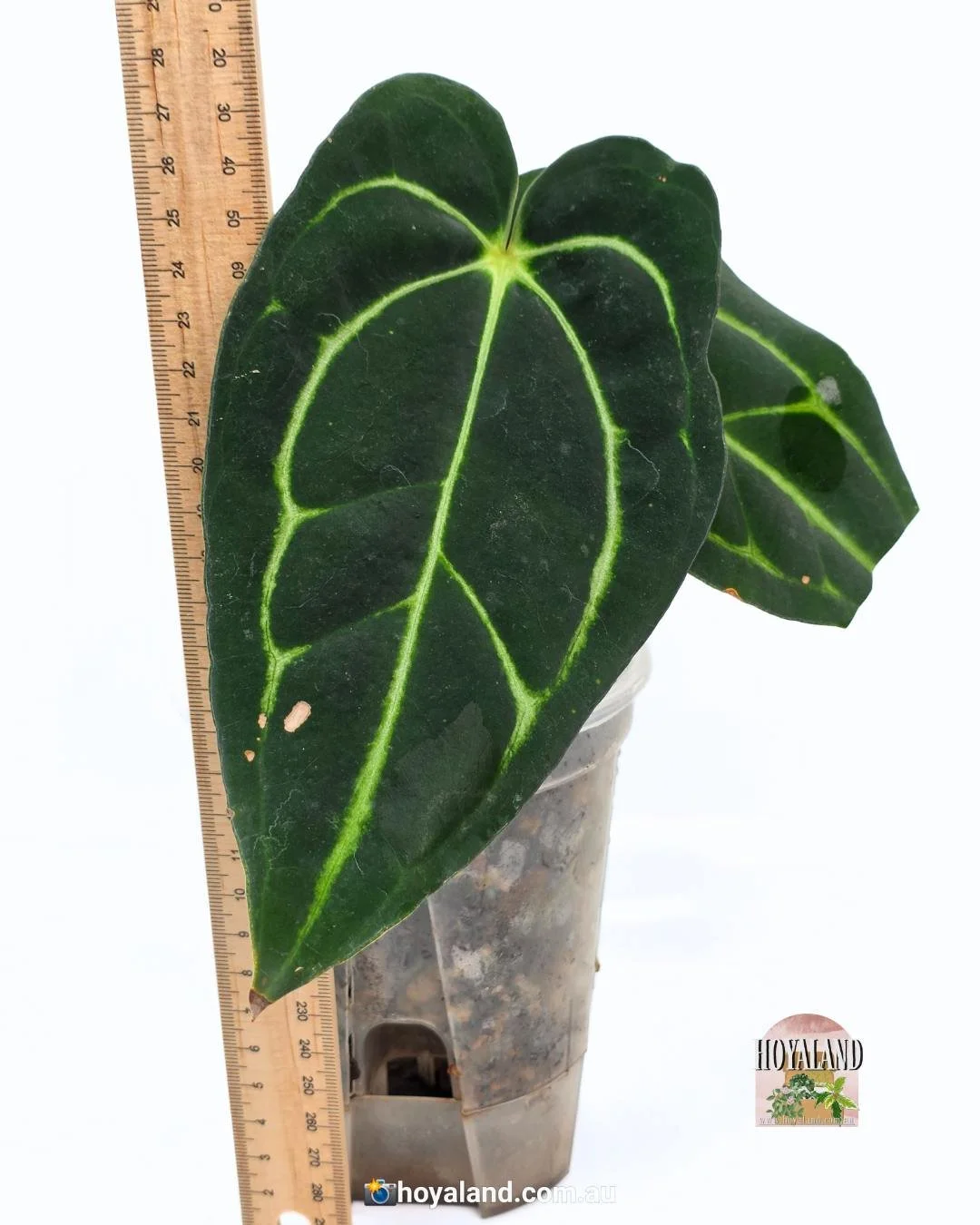 Anthurium Carlablackiae (4).jpg