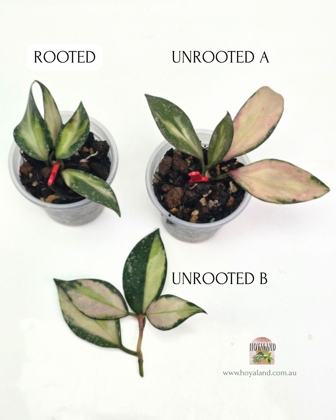 🍂 Rare Hoya Nabawanensis Variegata 🐰