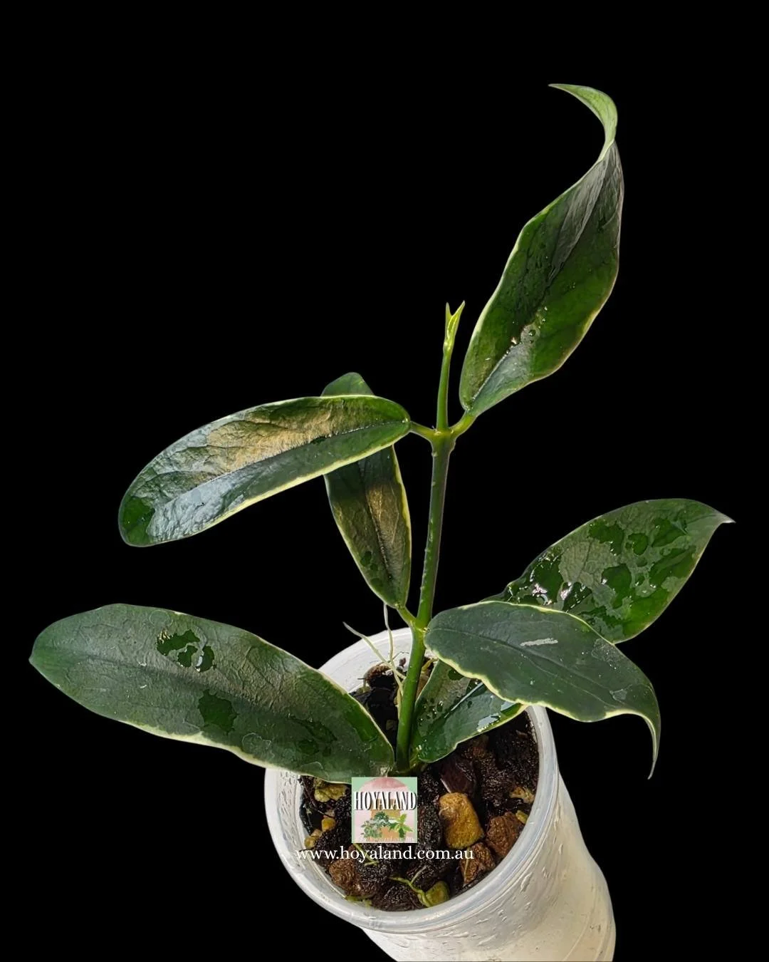 ⛄  Rare Hoya Lobbii Outer Variegated