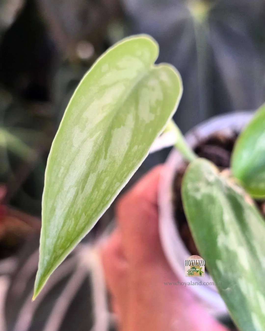 Scindapsus narrow (5).jpg