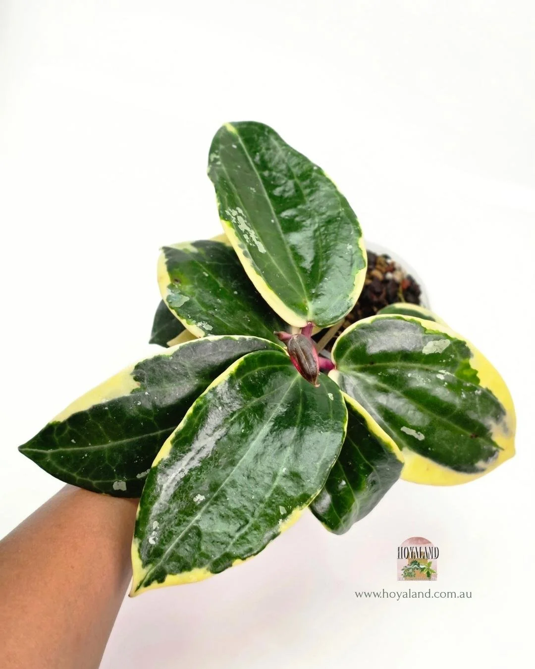 Hoya latifolia round albo (3).jpg