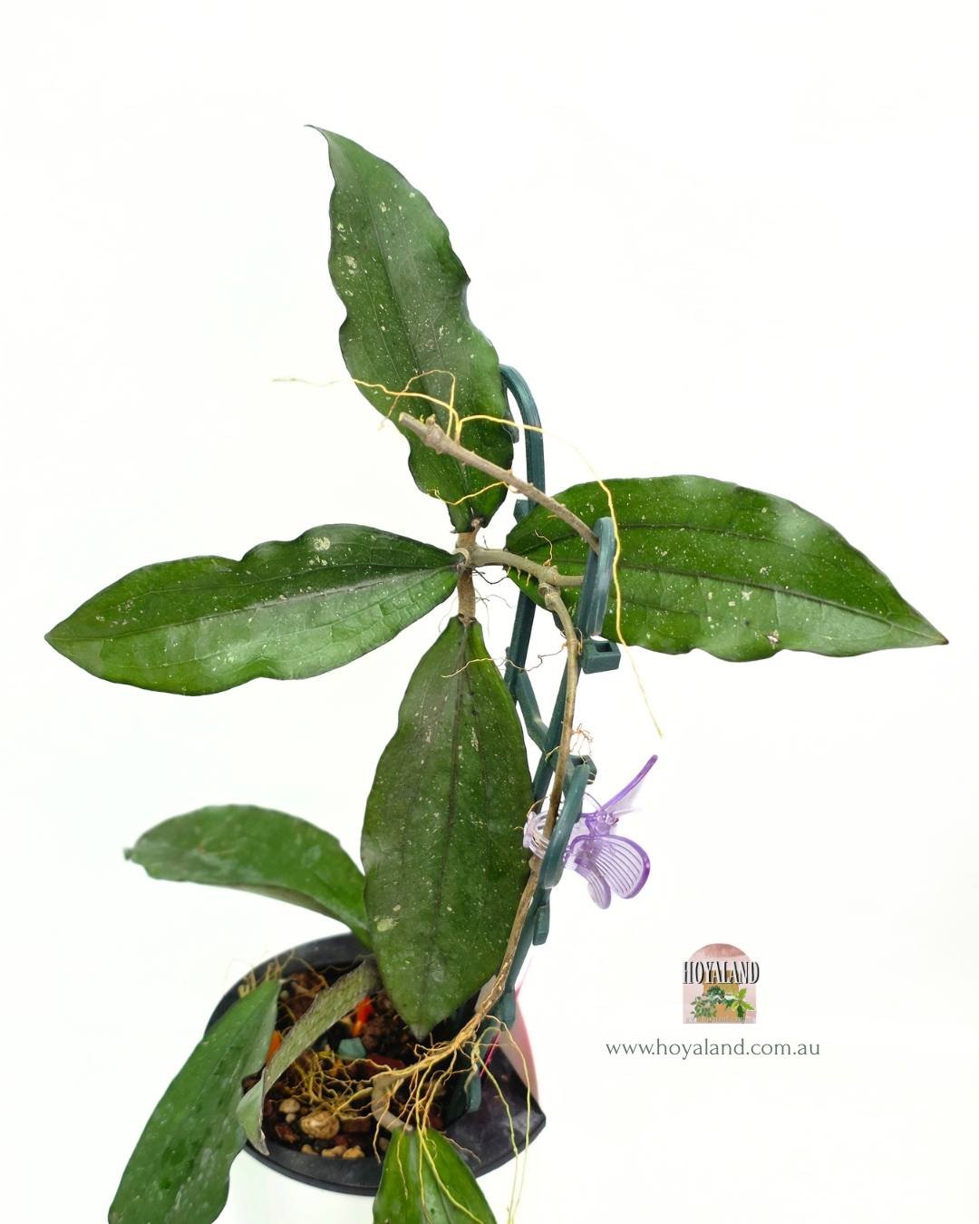 Hoya erythrina bacho (4).jpg