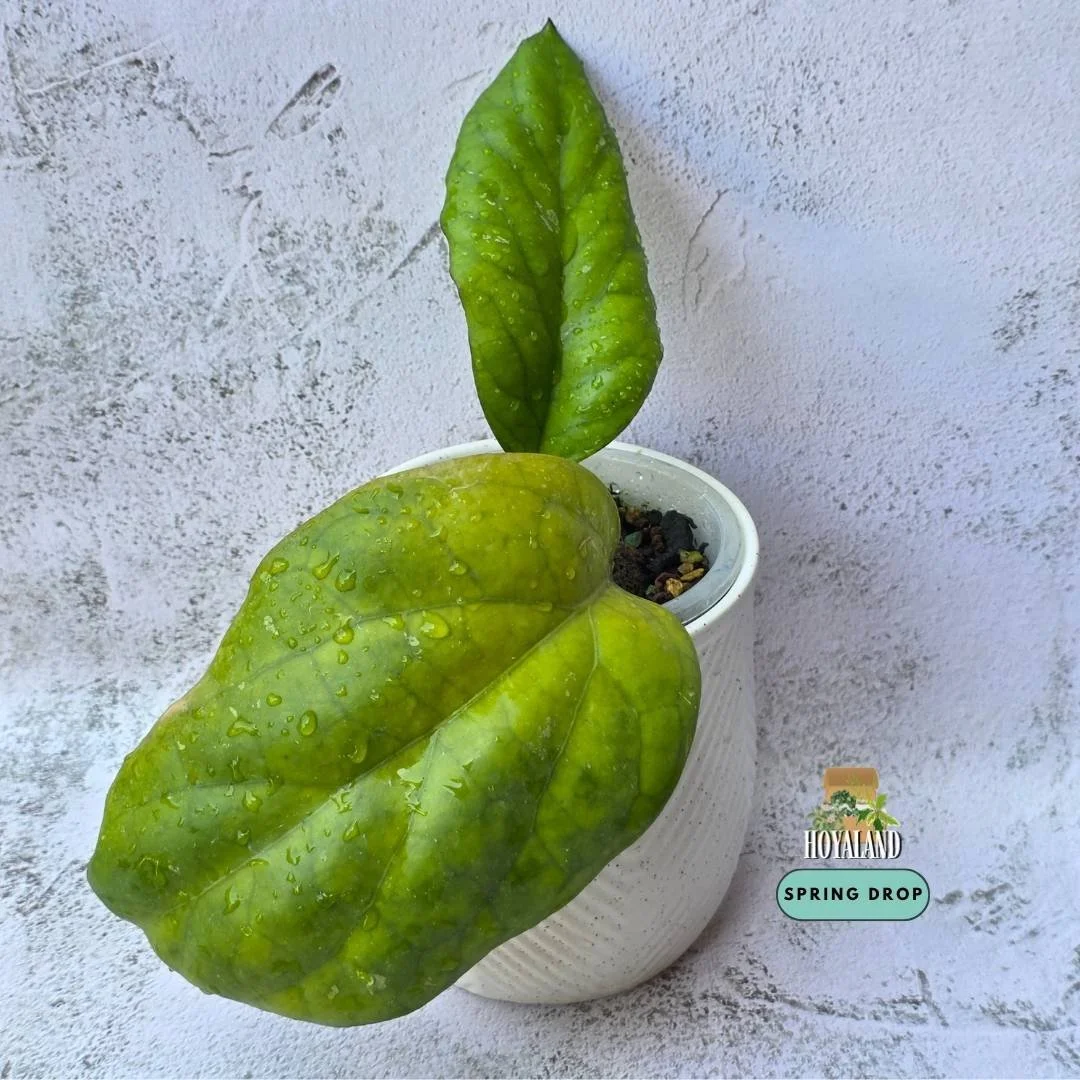 Hoya cv Elephant.jpg