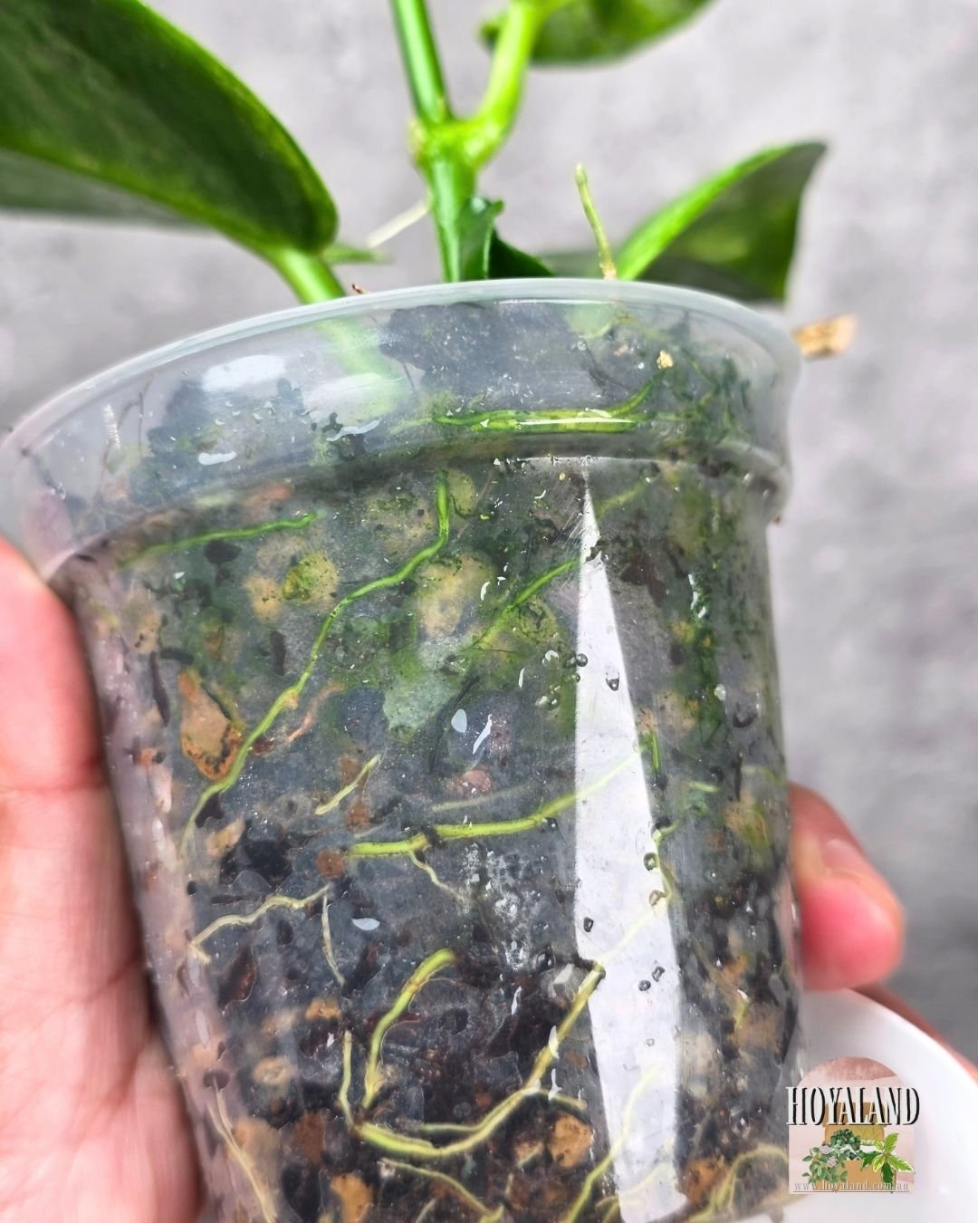 Hoya australis peridot (8).jpg