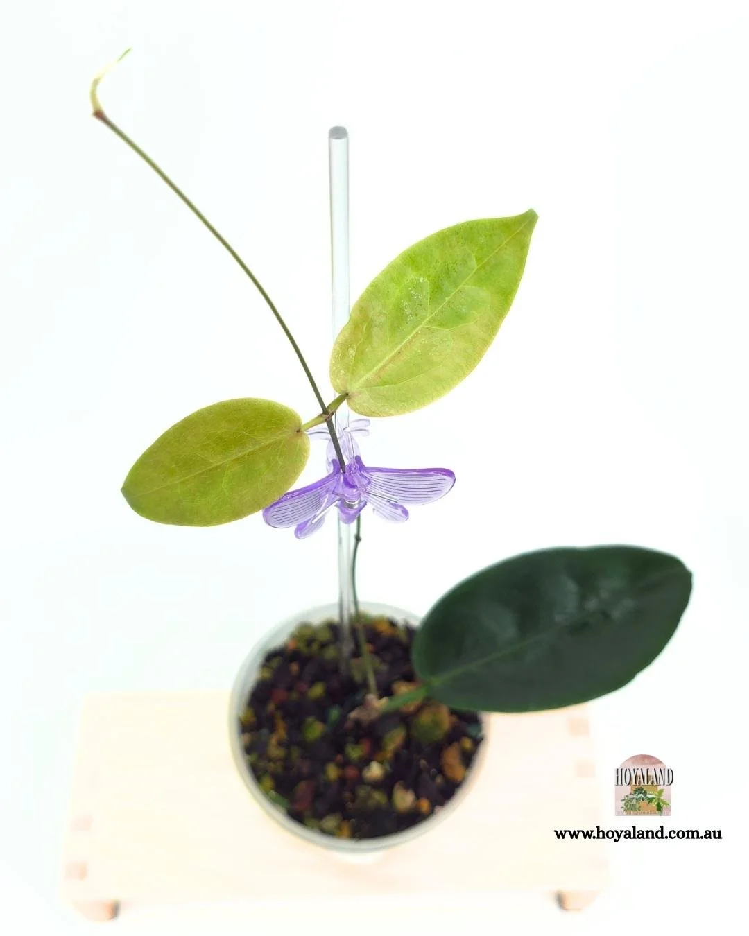 Hoya piestolepsis (3).jpg