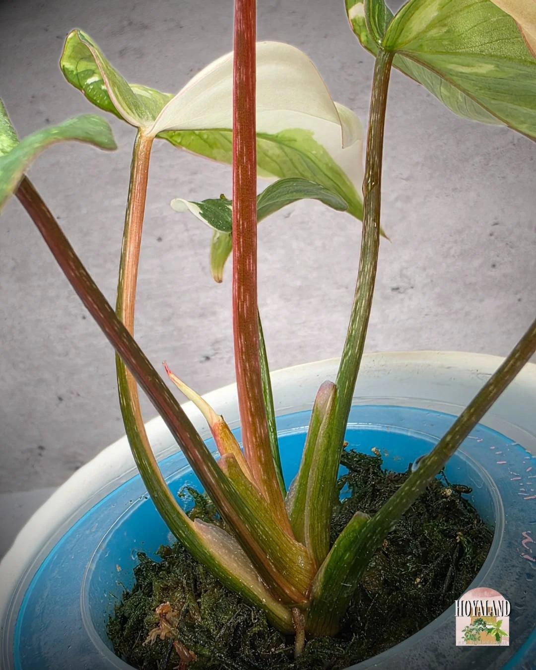 Philodendron gloriosum var (5).jpg