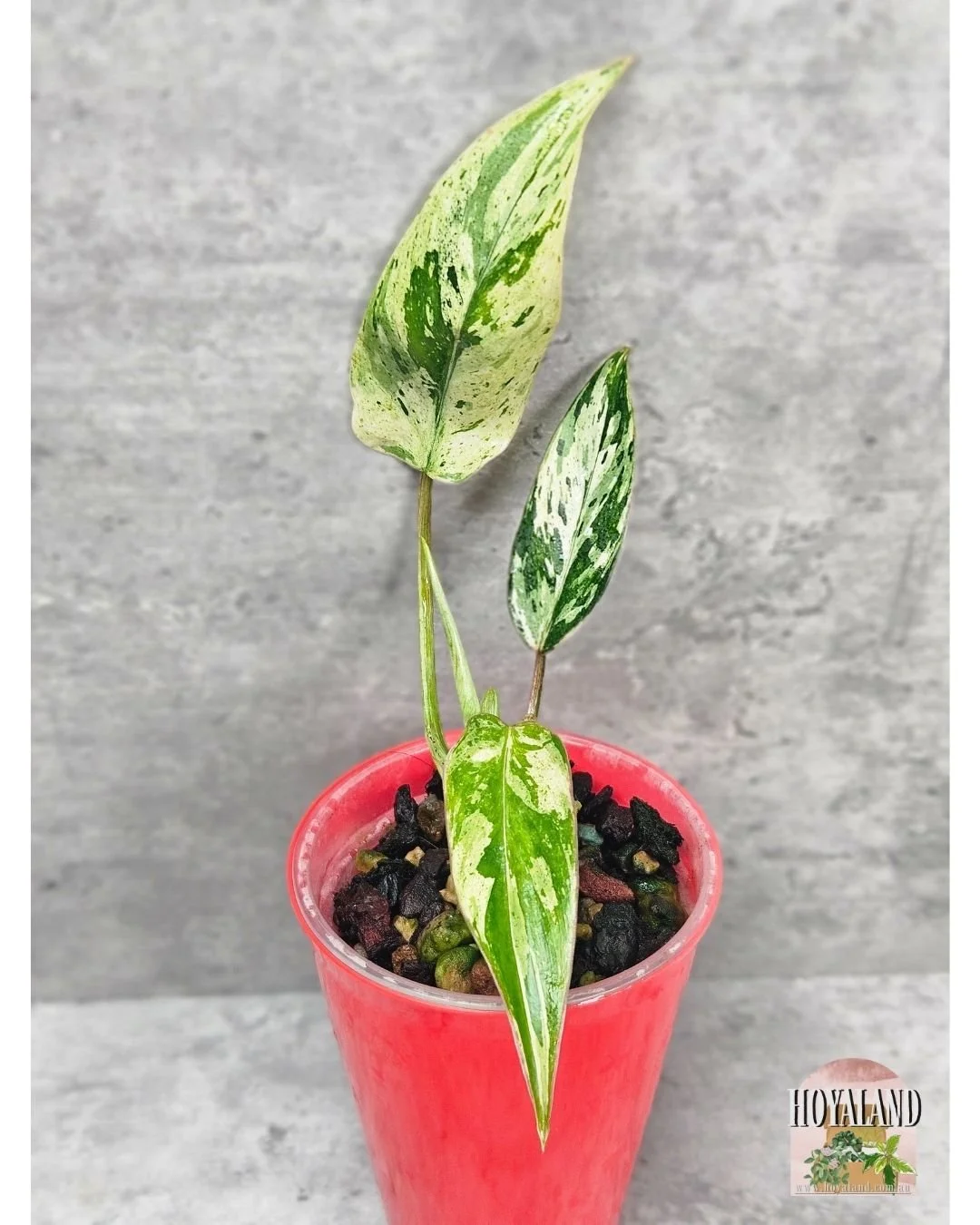Philodendron emerald queen small (1).jpg