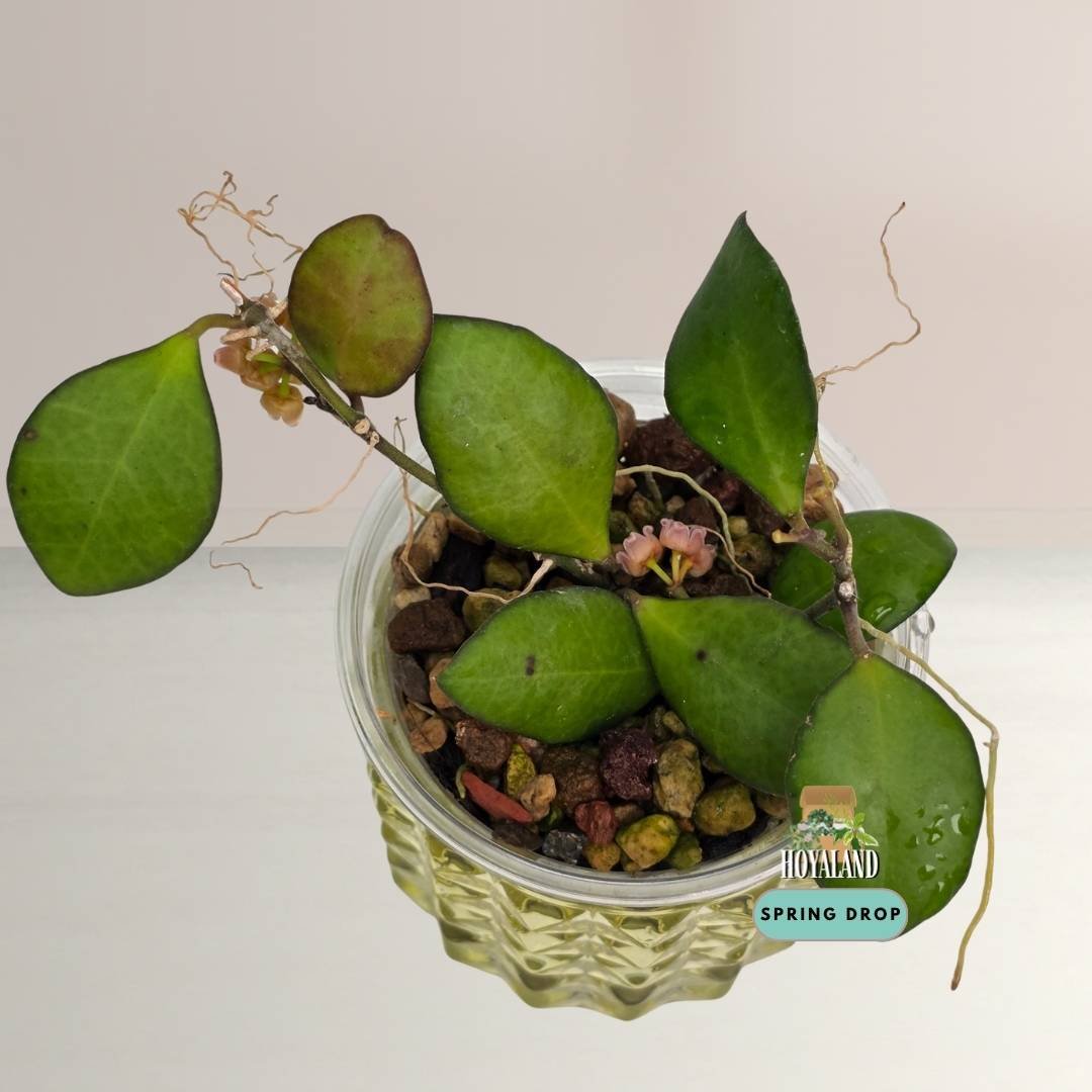 Rooted Hoya Noona Pink specimen showing clusters of tiny pink flowers with butterscotch caramel popcorn fragrance