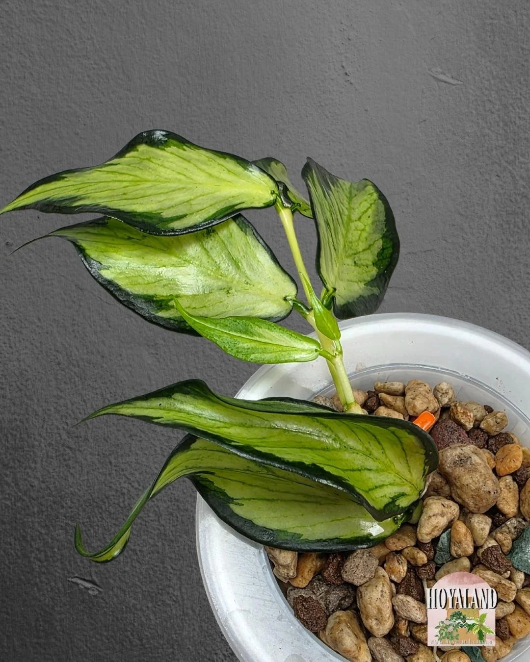 Hoya polyneura variegata (6).jpg