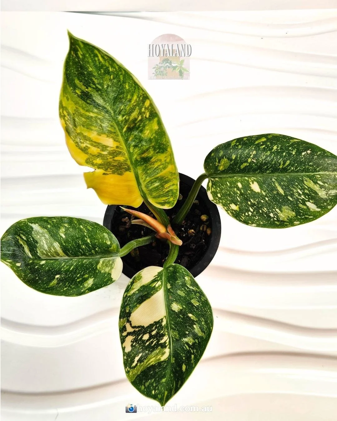 Philodendron Green Congp Variegated (1).jpg
