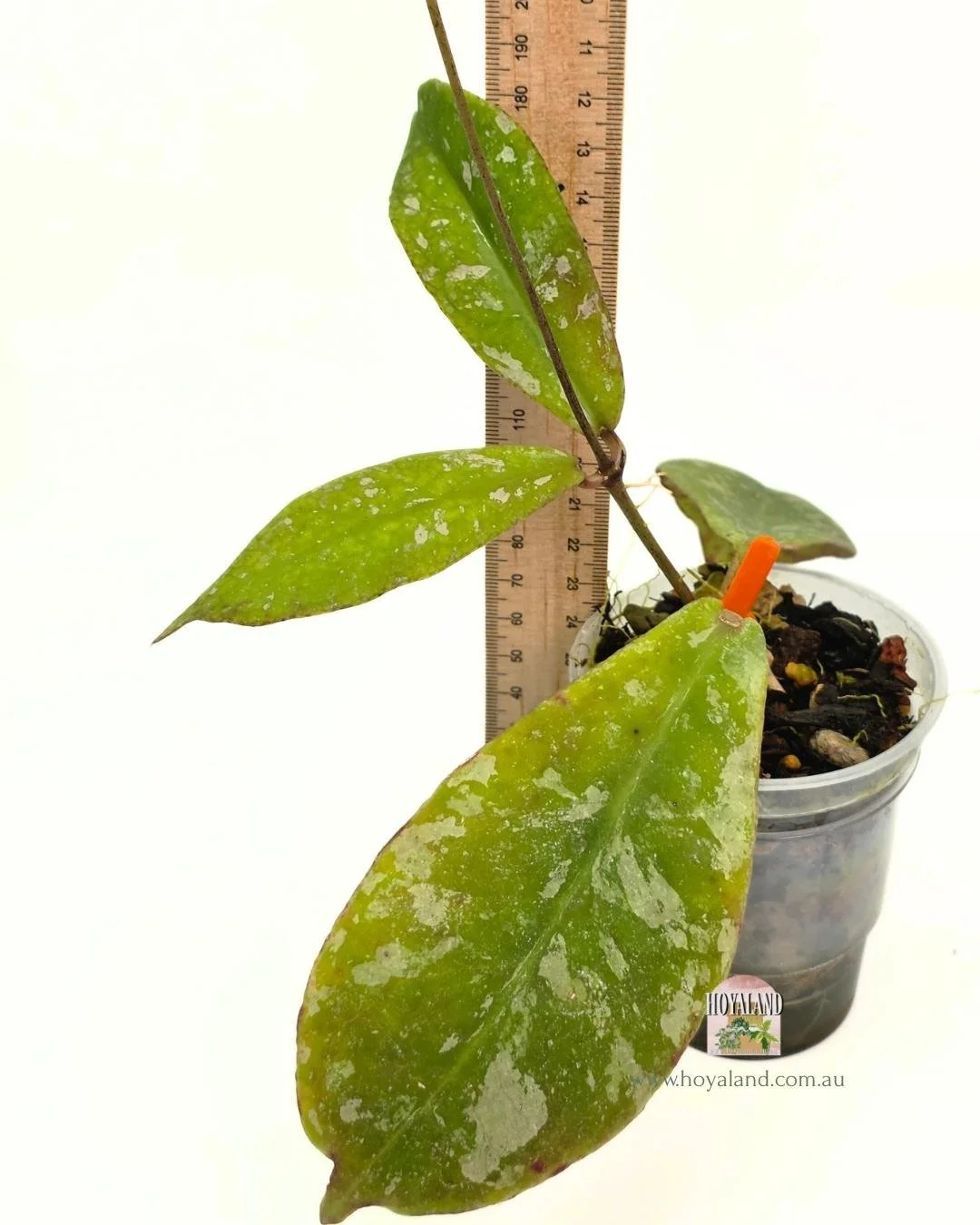 🍂 Hoya Mitrata Splash Rarely Offered