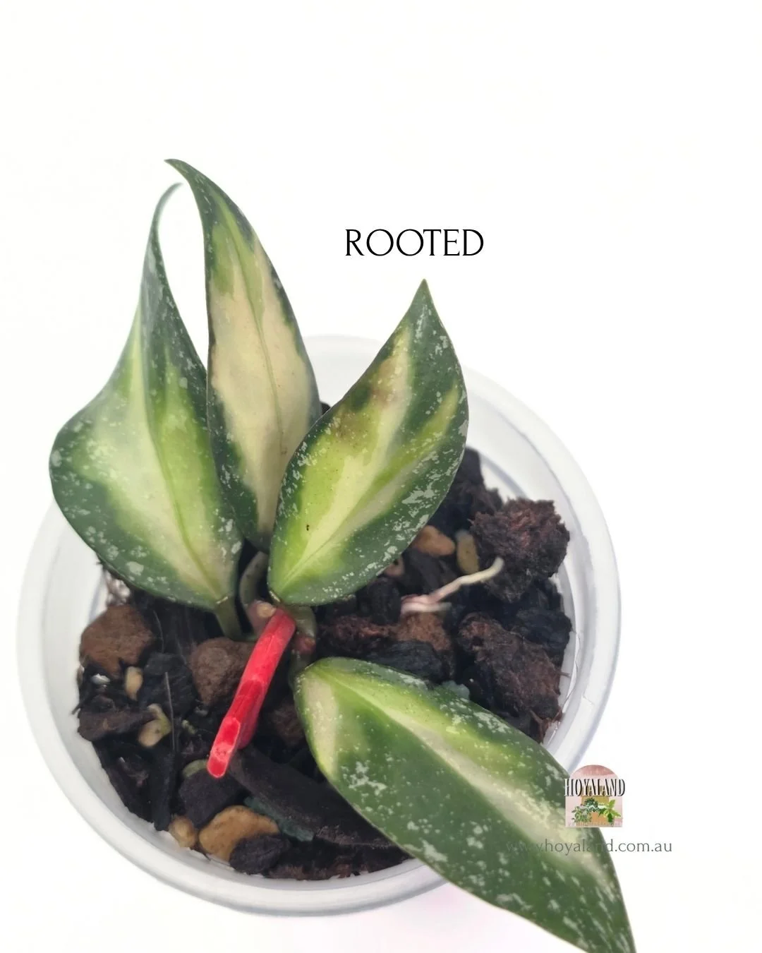 Hoya nabawanensis variegata  rooted (2).jpg