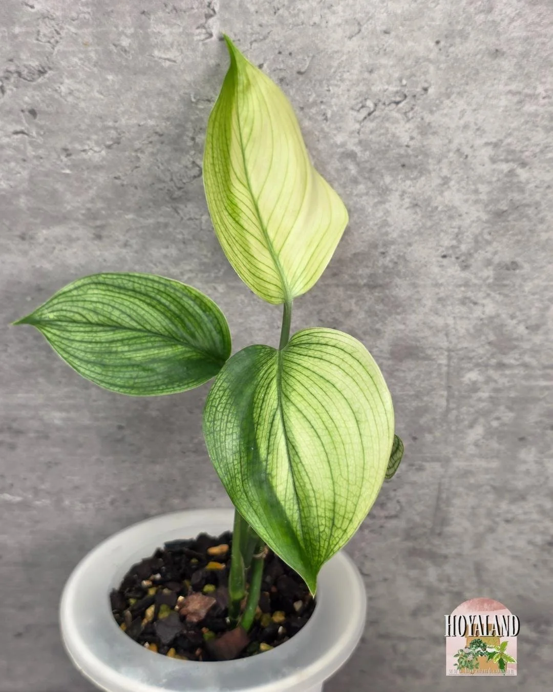 Scindapsus White Monster (5).jpg