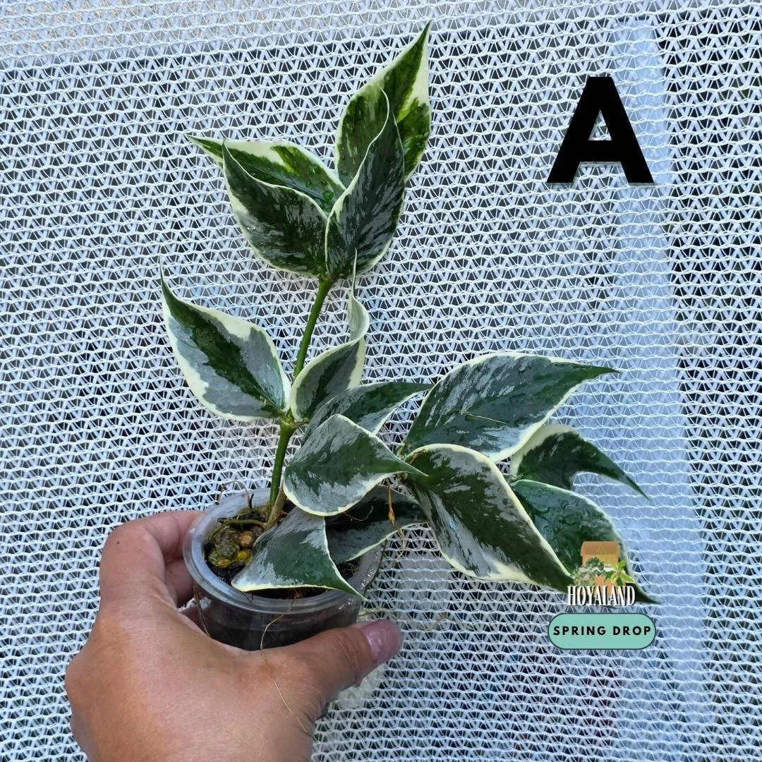 Hoya polyneura diem jasminka A.jpg