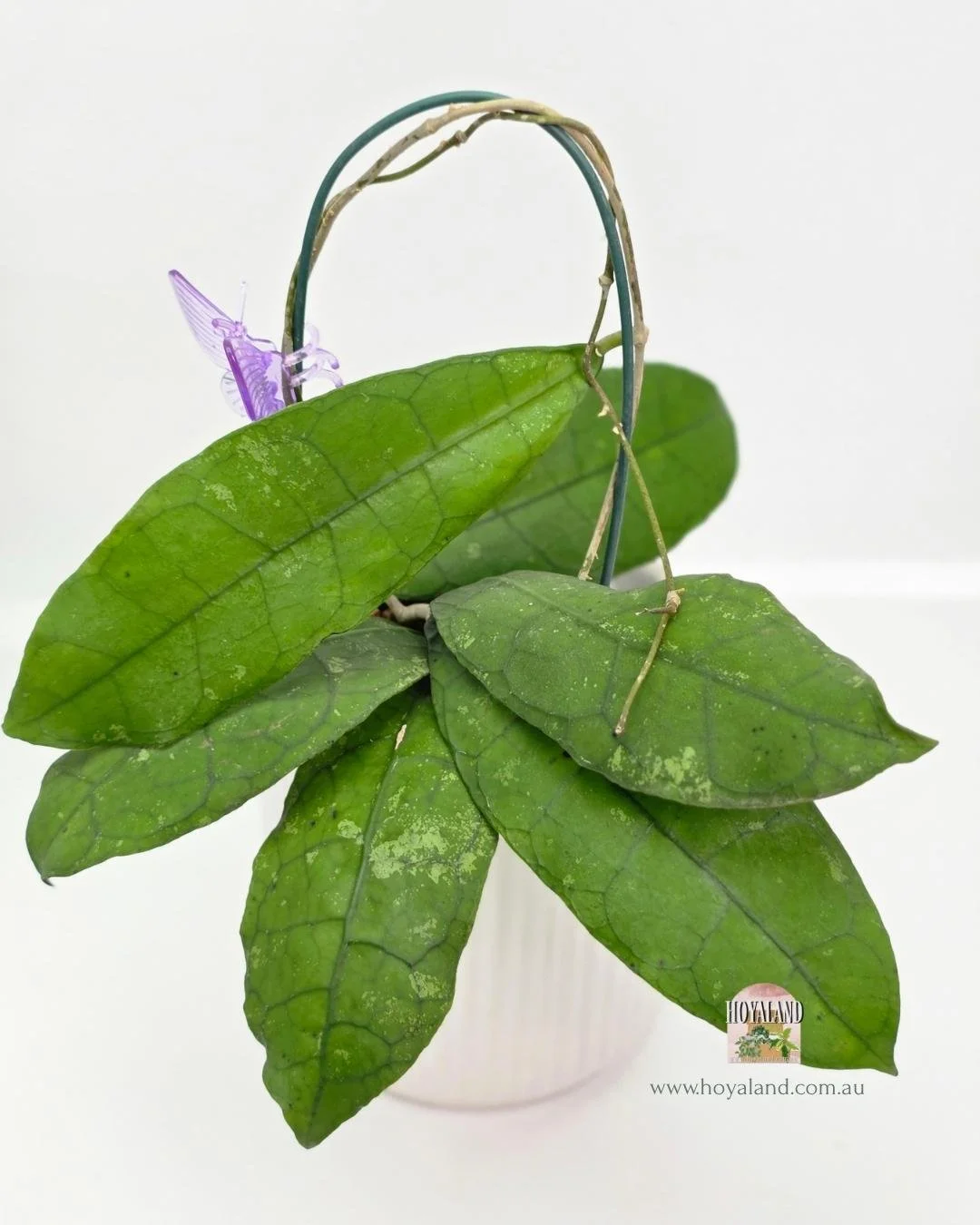 🍂Hoya sp Perak Teddy Bear B Large