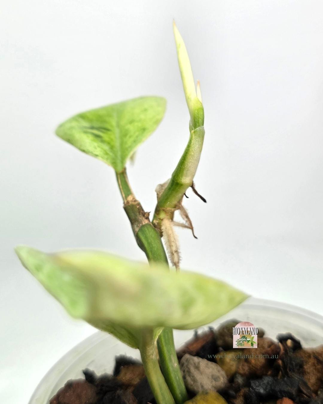 Rhaphidophora elliptifolia variegata (4).jpg