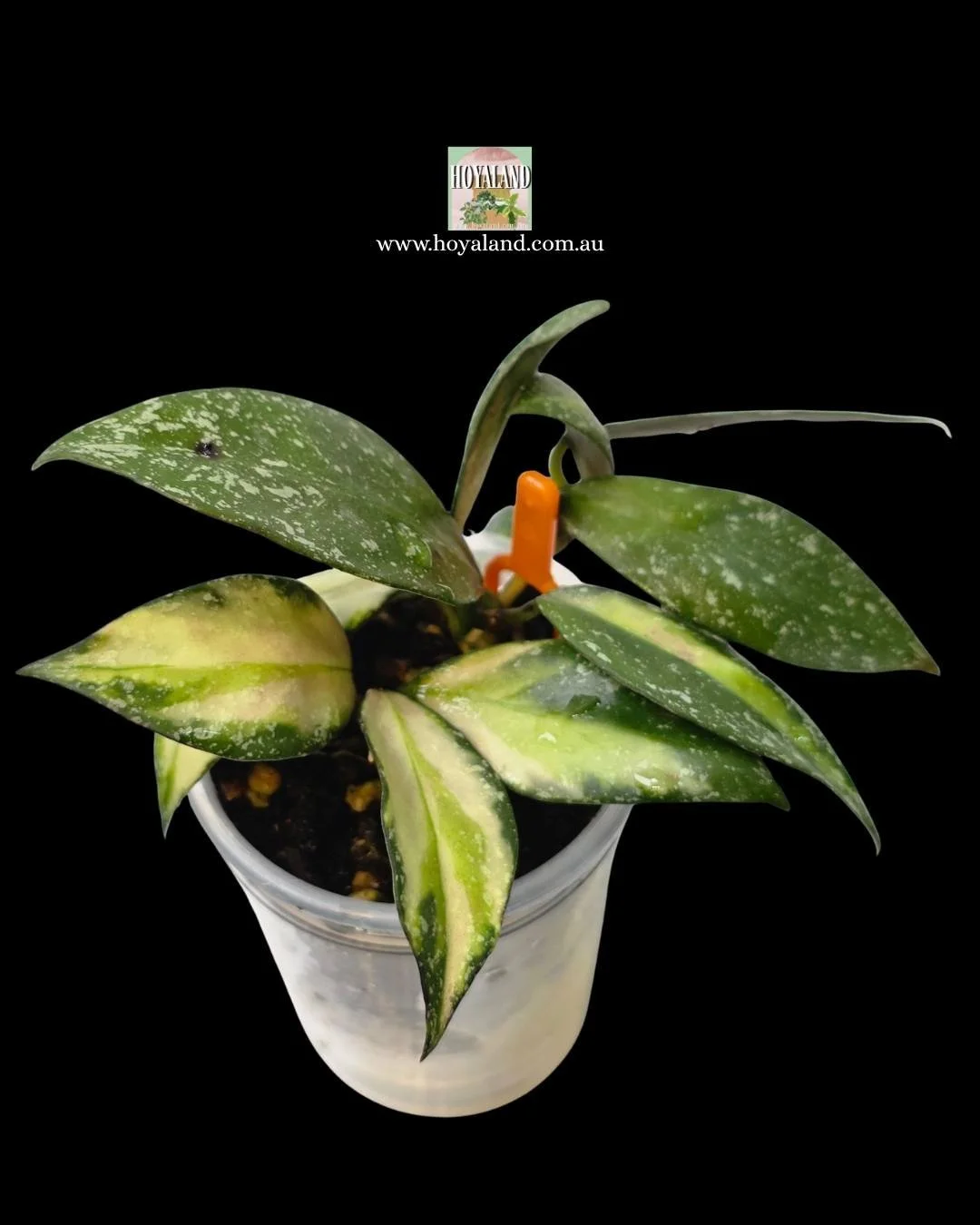 Hoya nabawanensis variegata 2 (5).jpg