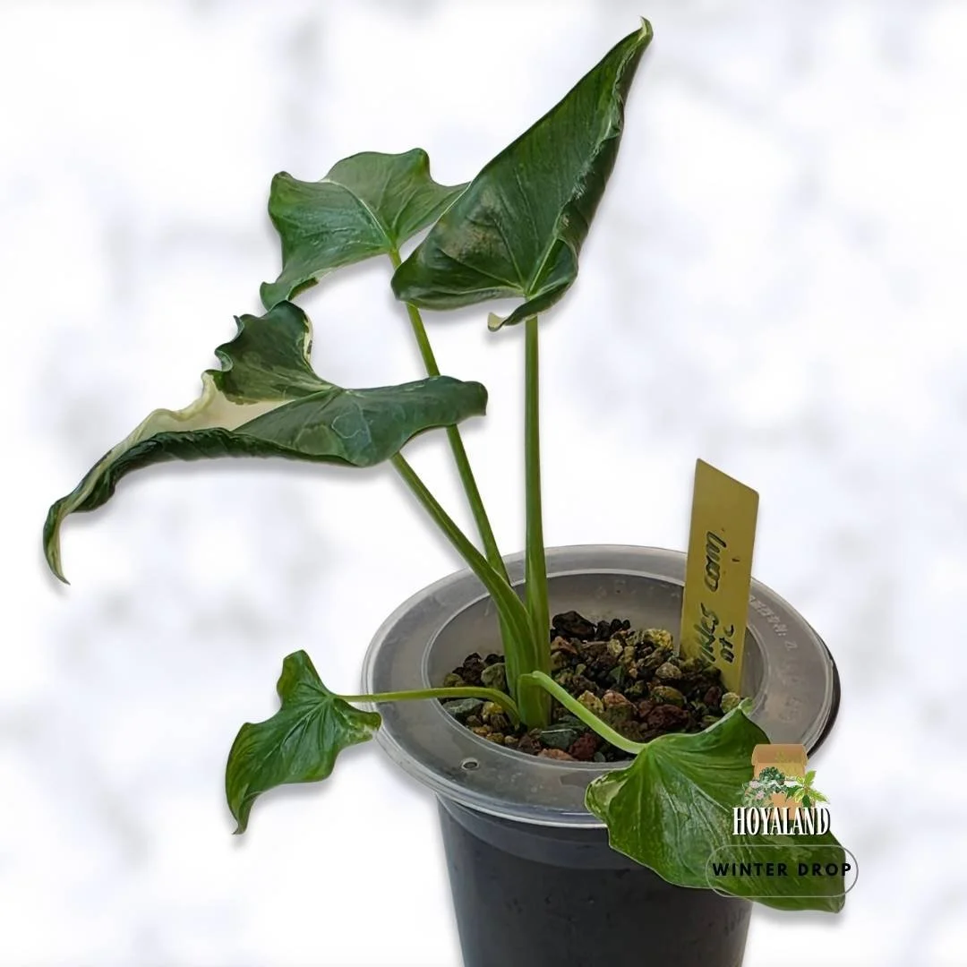 alocasia-crinkles-albo-variegated-rare-plant (6).jpg