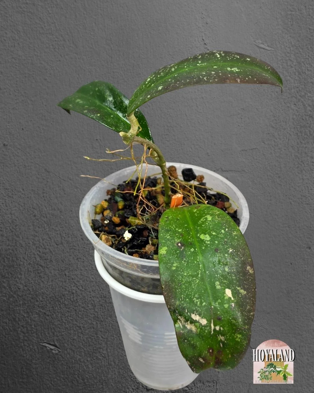 Hoya polypus pink (3).jpg