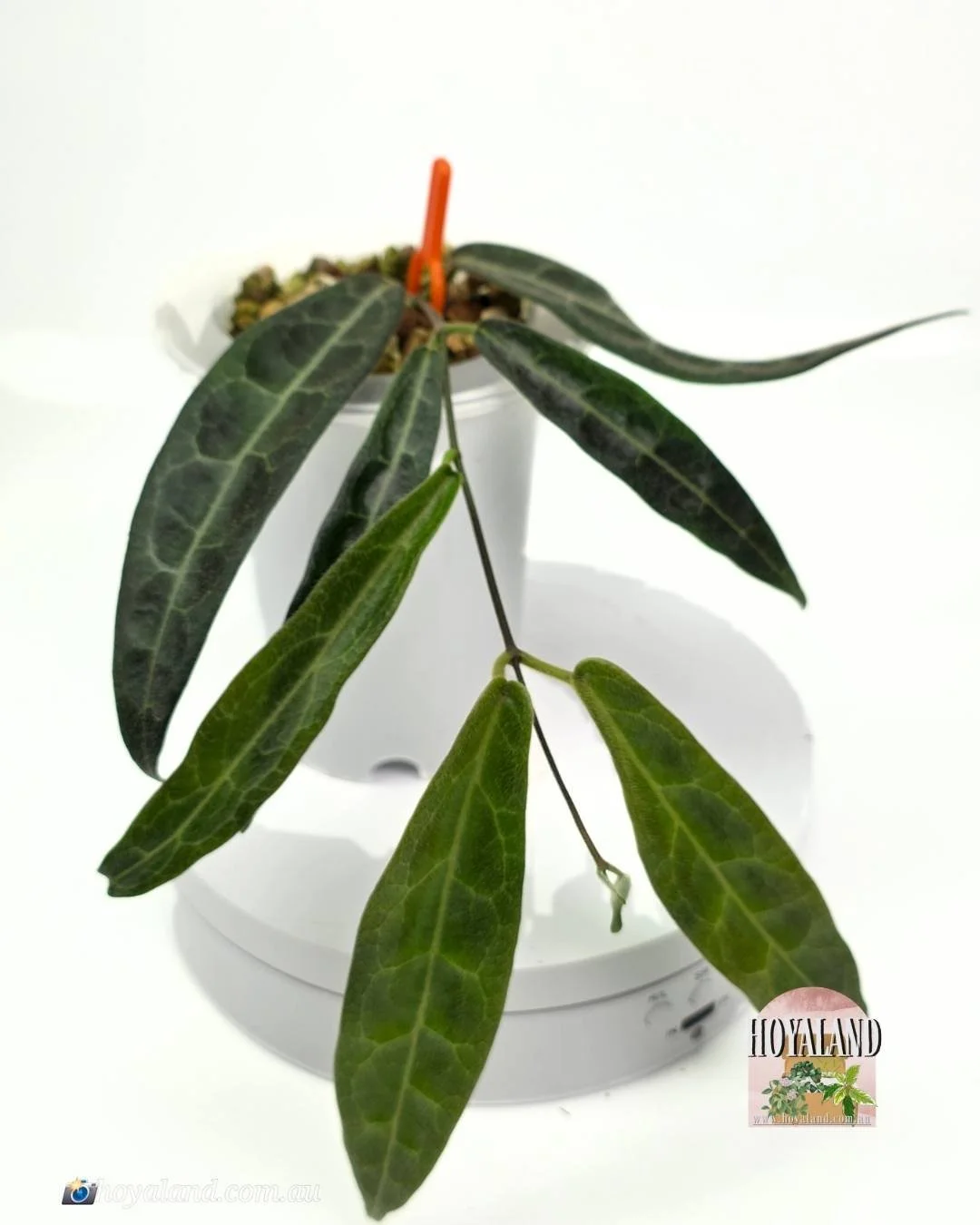 Hoya hypolasia indonesia small.jpg